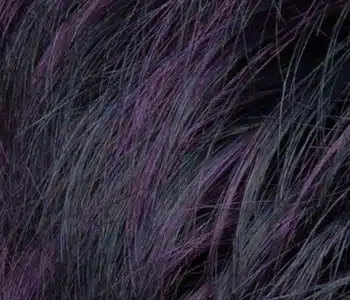 Black Violet Colour Ellen Wille