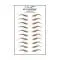 Medium Brown Eyebrow